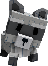 Racoon Pet